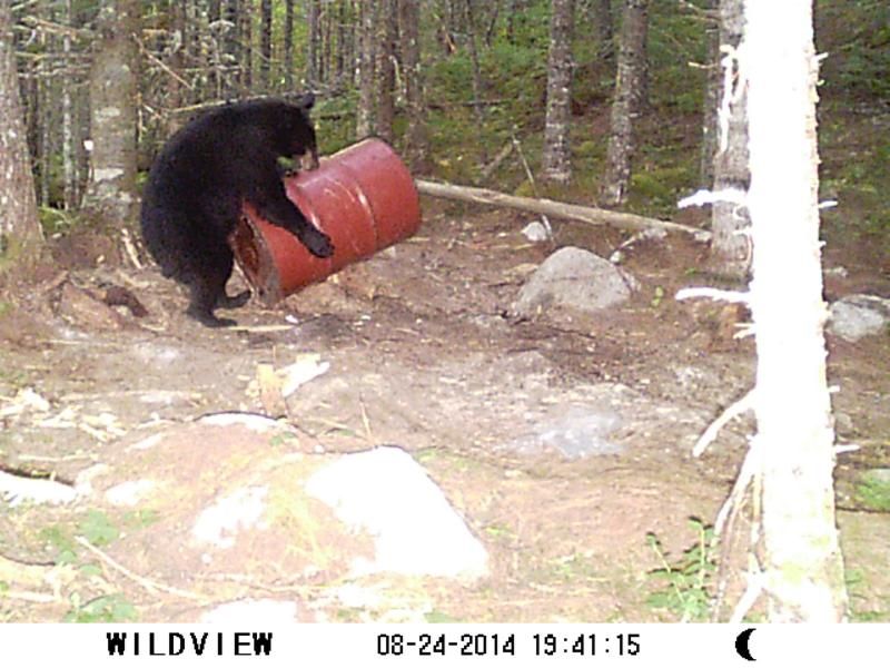 Bait barrels. Metal or plastic Bear Quest Obsession